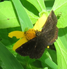 Staphylus ascalaphus