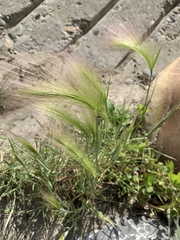 Hordeum jubatum