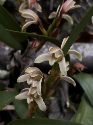 Image of Maxillaria peruviana by (c) Divya Mudappa, some rights reserved (CC BY-SA)