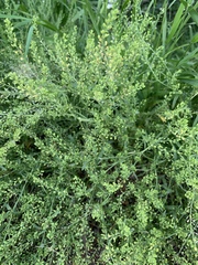 Lepidium
