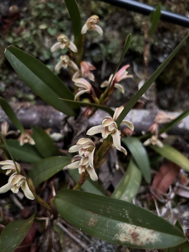 Image of Maxillaria peruviana by (c) Divya Mudappa, some rights reserved (CC BY-SA)