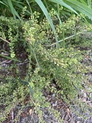 Lepidium