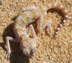 Stenodactylus sthenodactylus