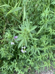 Medicago sativa