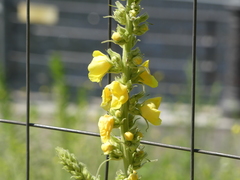Verbascum