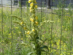 Verbascum