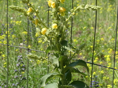 Verbascum