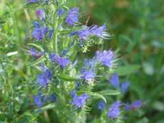 Echium vulgare