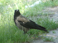 Corvus cornix