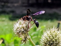 Isodontia exornata