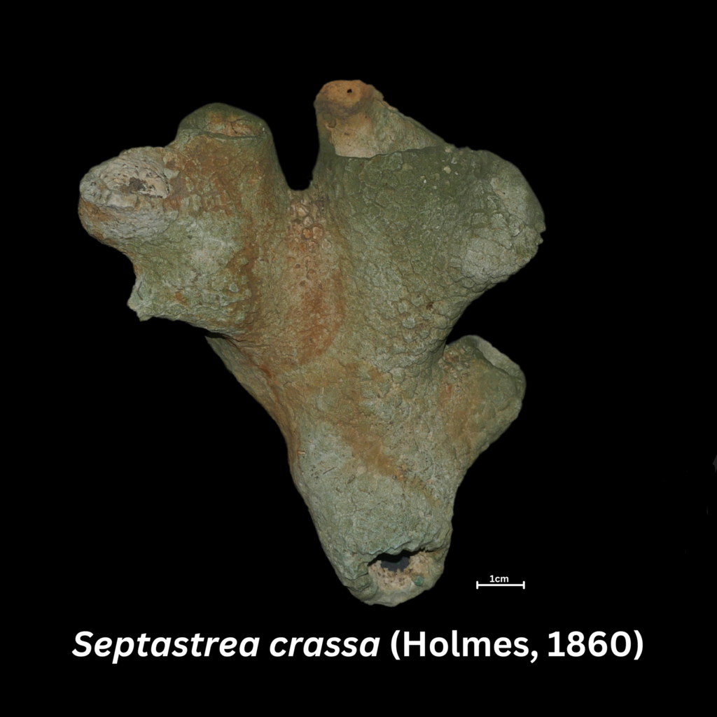 Septastrea crassa