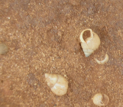 Amastra observed 2003-01-02