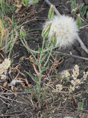 Scorzonera laciniata