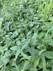 Campanula rapunculoides