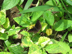 Staphylus ascalaphus