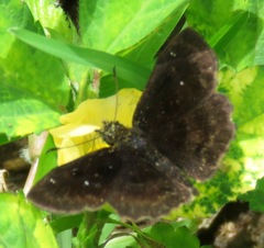 Staphylus ascalaphus