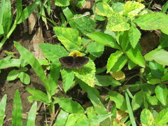 Staphylus ascalaphus