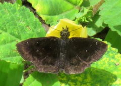 Staphylus ascalaphus