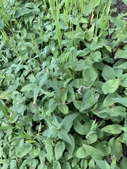 Campanula rapunculoides
