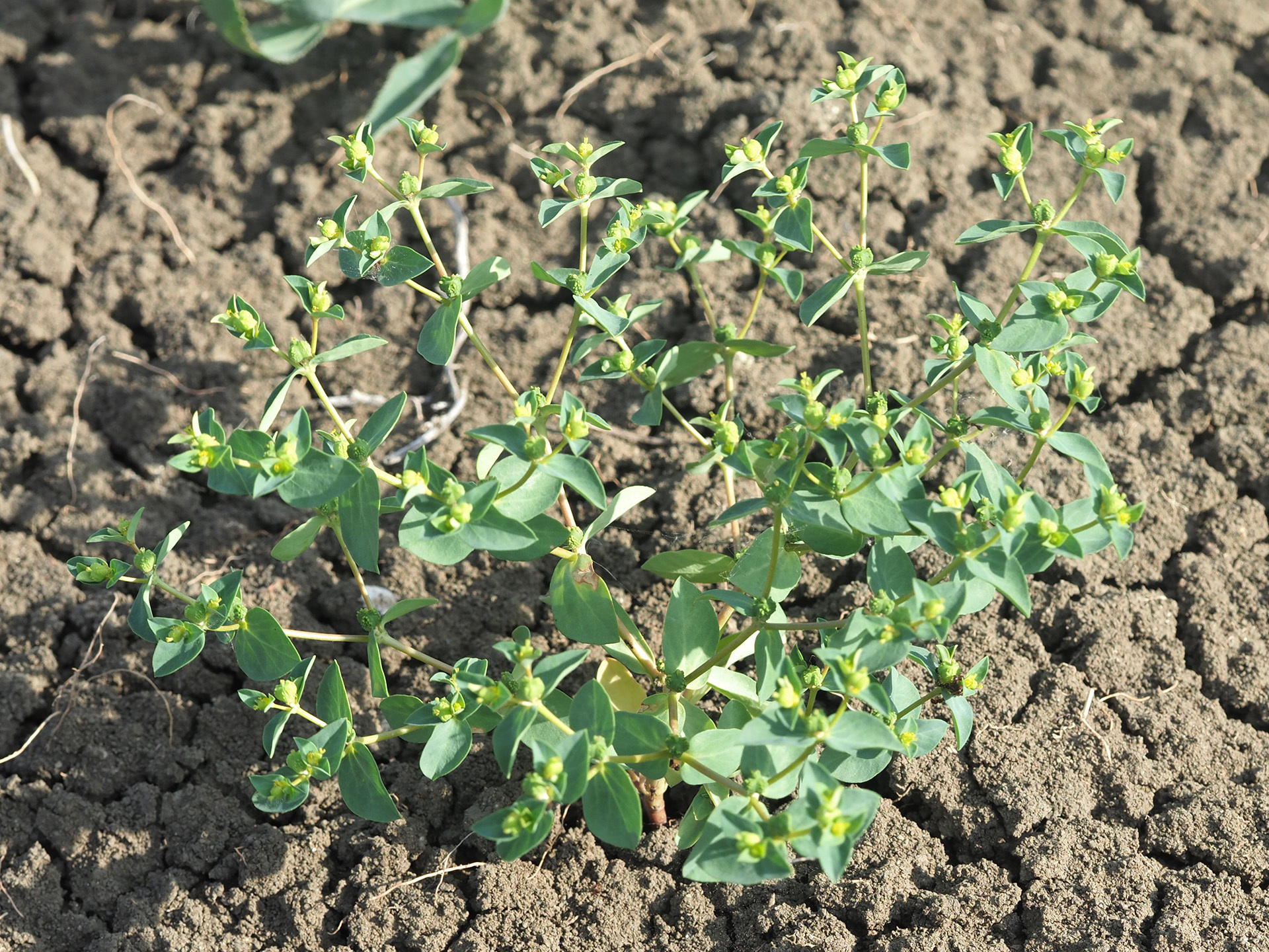 Euphorbia coniosperma