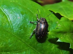 Eurypelta splendida