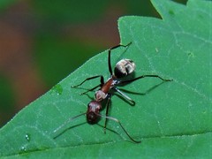 Camponotus rufoglaucus