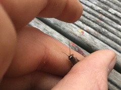 Lepidogryllus parvulus