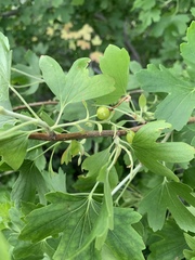 Ribes aureum