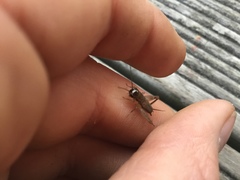 Lepidogryllus parvulus