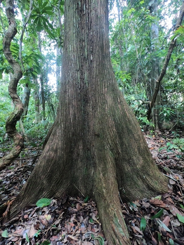 Sapucaia (Lecythis zabucajo)