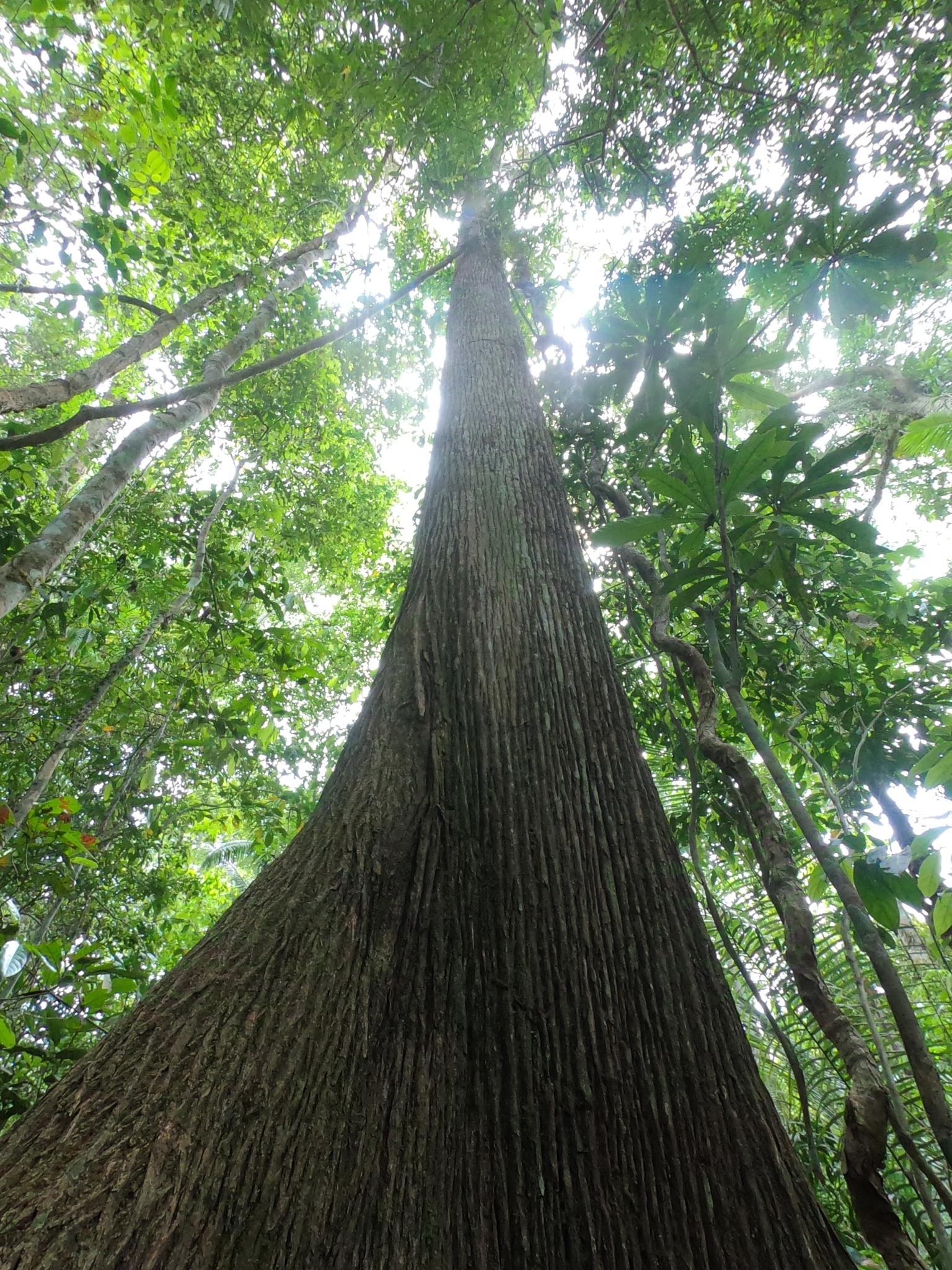 Imagem de Castanha-sapucaia