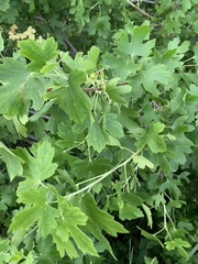 Ribes aureum