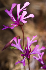 Clarkia concinna