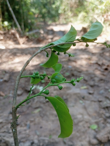 Image of Lecythis zabucajo by (c) Robin Cañari Marzano, some rights reserved (CC BY)