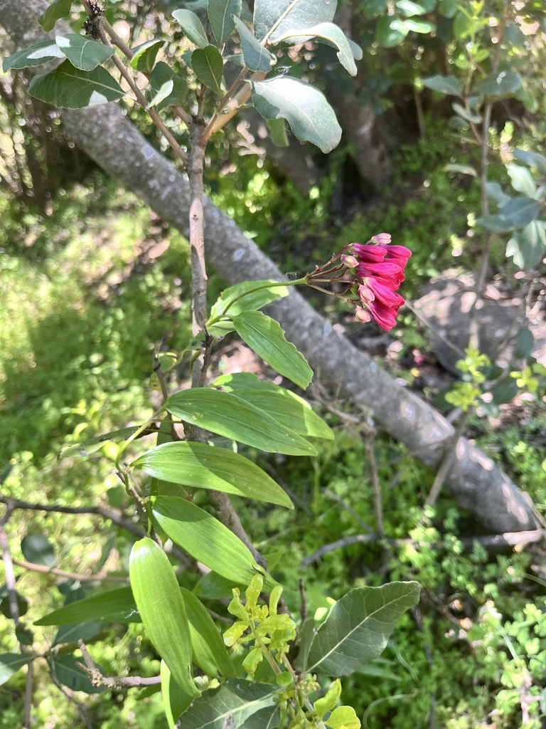 Bomarea salsilla (Bomarea salsilla)