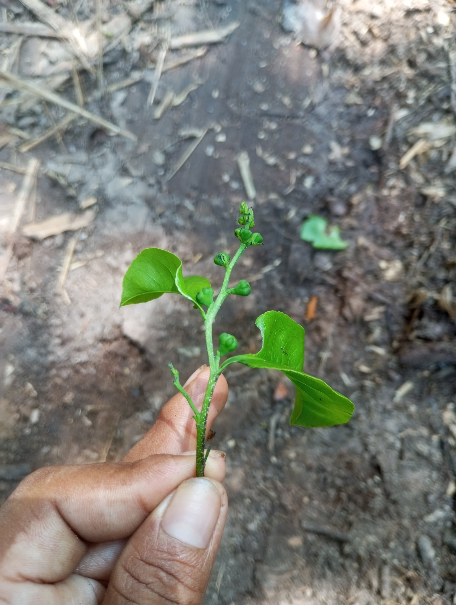 Imagem de Castanha-sapucaia