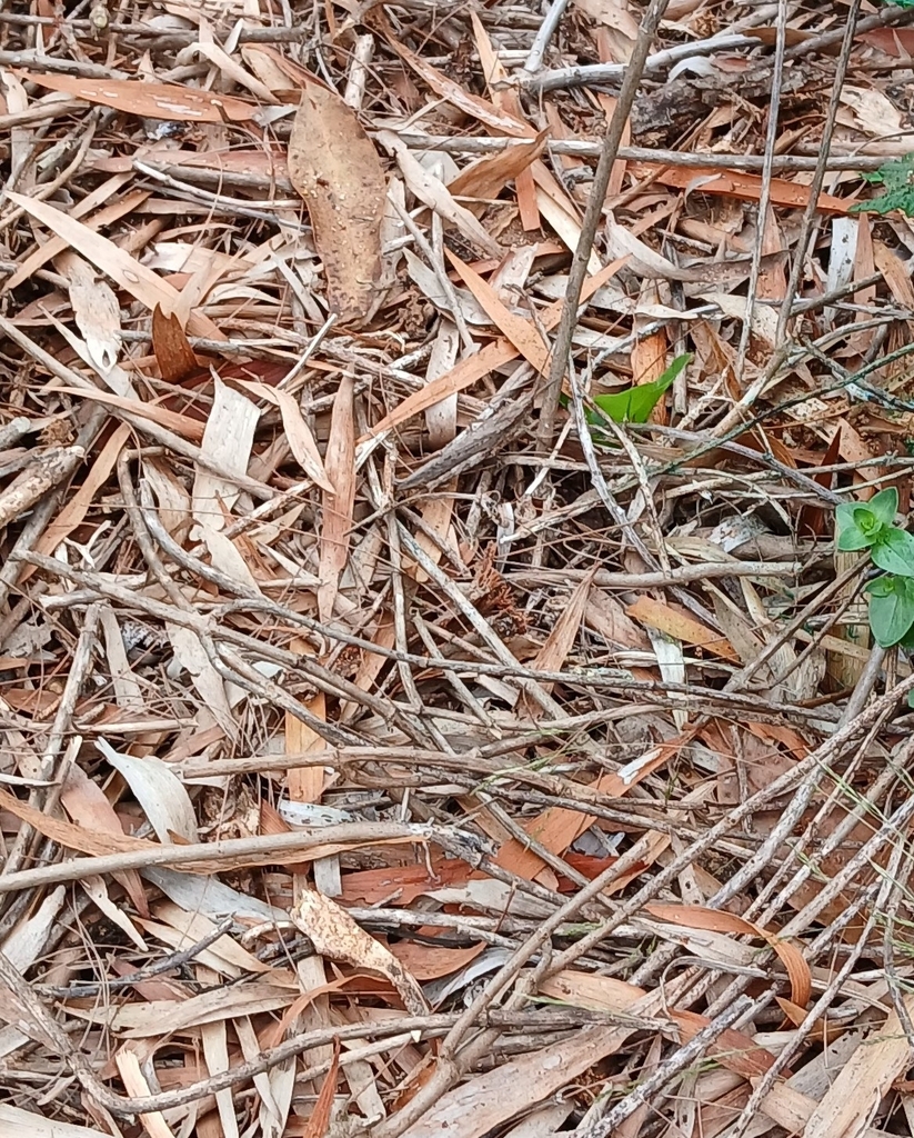 bark-mimicking-grasshopper-from-lucas-heights-nsw-2234-australia-on