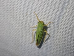 Draeculacephala noveboracensis