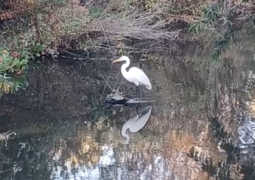iNaturalist observation photo of Great Egret