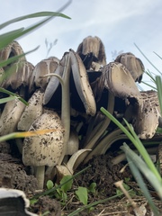Coprinopsis atramentaria