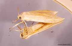 Leucanopsis lurida