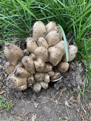 Coprinopsis atramentaria