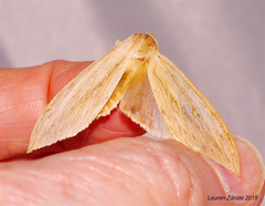 Leucanopsis lurida