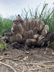 Coprinopsis atramentaria