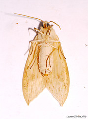 Leucanopsis lurida
