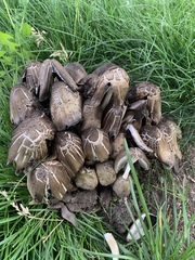 Coprinopsis atramentaria