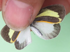 Eurema daira eugenia