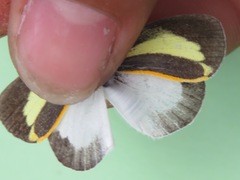 Eurema daira eugenia