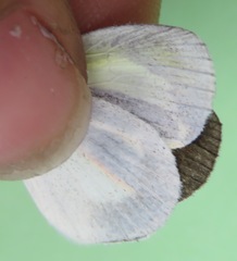 Eurema daira eugenia