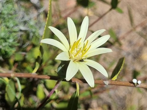 Mutisia rosea, photograph 6